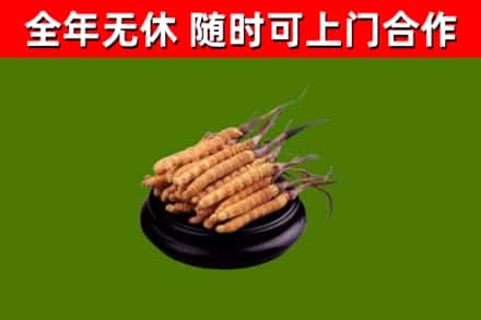 陆河县回收散虫草