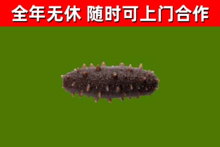 陆河县回收海参干